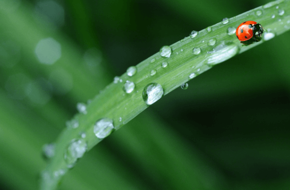이슬 맺힌 풀잎의 무당벌레 이미지