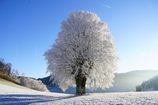 겨울 나무 이미지