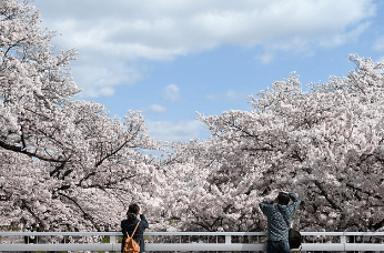 벚꽃나무 이미지