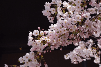 벚꽃 나무 이미지